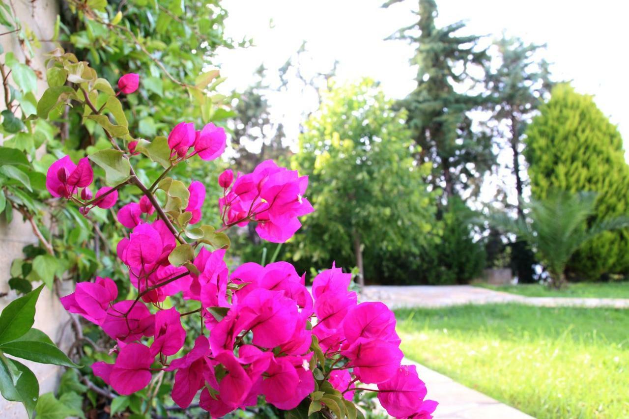 S&S Pura Vida Apartment Paliouri Dış mekan fotoğraf